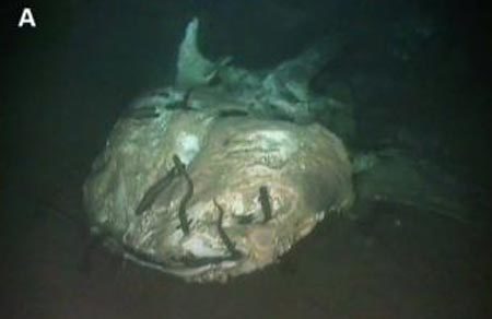 Phát hiện "nghĩa địa" bí mật của cá mập voi dưới đáy biển