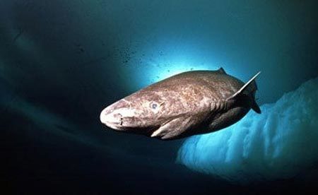 Phát hiện cá mập sống trong miệng núi lửa đang hoạt động