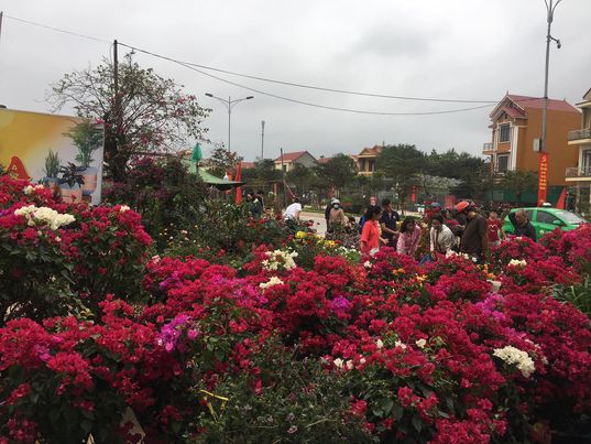 Quảng Bình: Thị trường hoa và cây cảnh ảm đạm, sức mua hàng hóa giảm 50% so với Tết năm trước