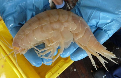 Loài giáp xác khổng lồ dưới đáy đại dương