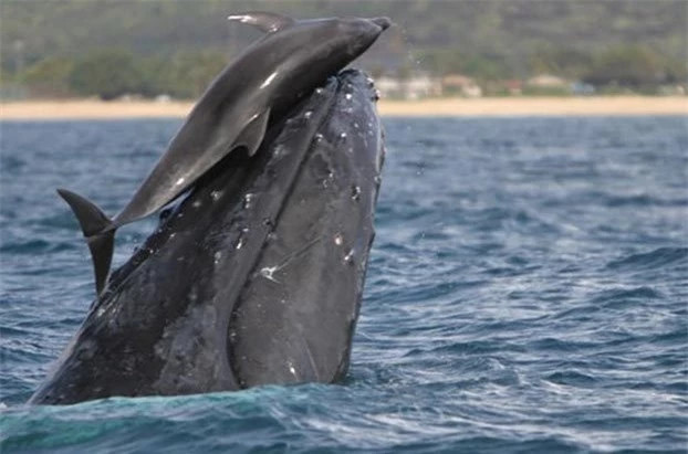 Cảnh cá voi vui đùa với cá heo hiếm có ngoài khơi Hawaii