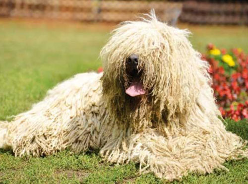 Top 10 loài chó kỳ lạ nhất hành tinh