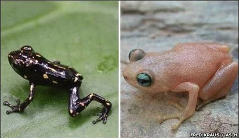 Ếch thay đổi màu được tìm thấy ở Papua New Guinea (hình trái: một con ếch con; hình phải: một con ếch trưởng thành cùng loài)