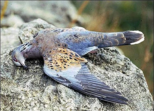 Kỳ bí nơi các loài chim tìm về để... ‘tự sát’