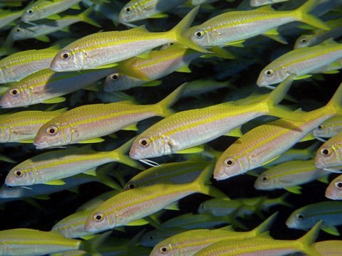 Cá biển là con cháu của cá sông?