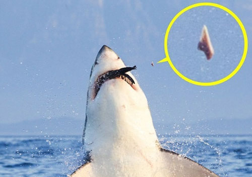 Cá mập trắng gãy răng vì đớp mồi quá mạnh