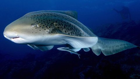 Cá mập 'trinh nữ' đẻ nhiều kỷ lục