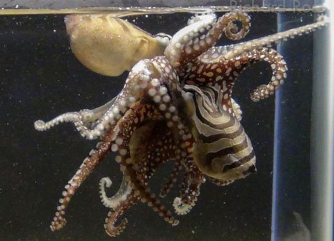 Phát hiện bạch tuộc giao phối bằng cách 'hôn'