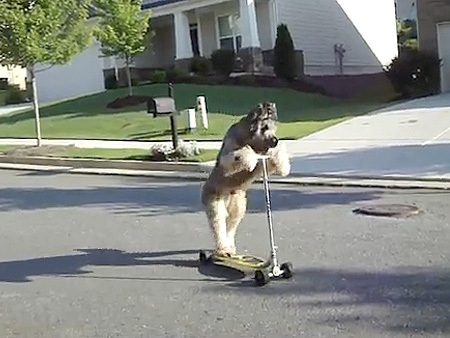 Xem chó trượt xe giỏi không kém gì con người