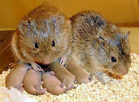 Những loài động vật ‘yêu’ lãng mạn nhất