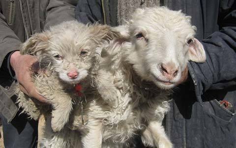 Chuyện lạ: Cừu sinh ra “chó”