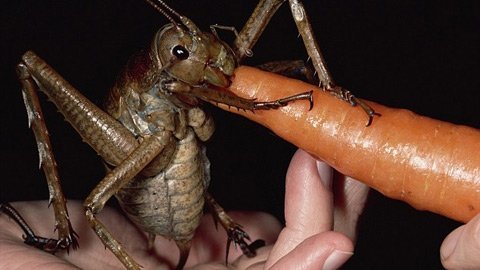 Phát hiện 'vua côn trùng' khổng lồ