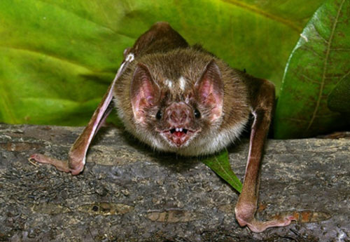 Bí mật rợn người của loài dơi quỷ