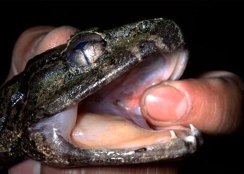 Phát hiện ếch có răng nanh ở Indonesia