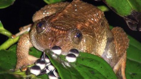 Phát hiện loài ếch có tiếng kêu như mèo