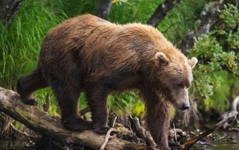 Gấu cái cũng soi “cậu nhỏ”, kén bạn tình