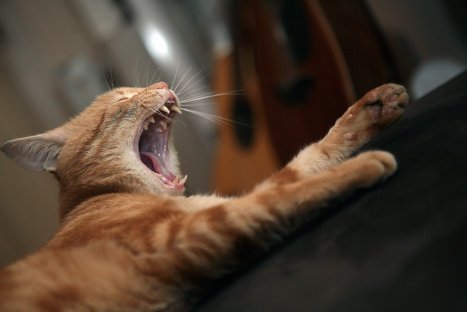 Các con vật ngủ ra sao?