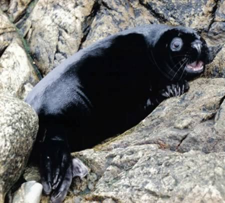 Những kẻ 'lạc loài' trong tự nhiên