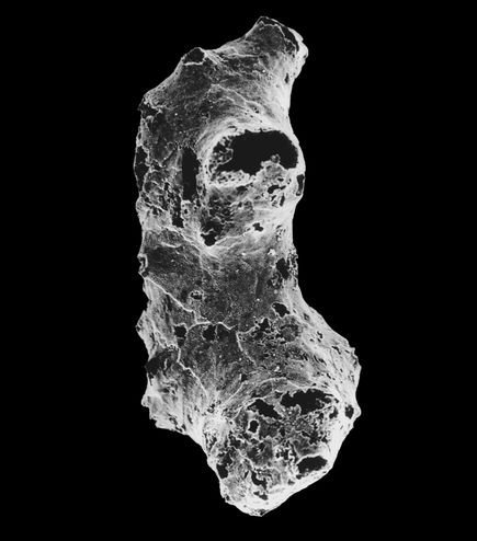 Phát hiện động vật cổ xưa nhất Trái Đất