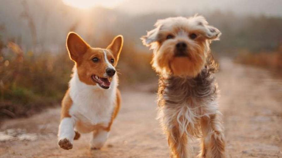 Phát hiện khả năng đặc biệt của chó mà loài người mơ ước