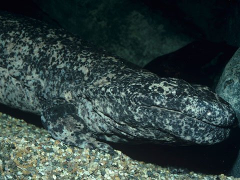 Những loài động vật lưỡng cư kỳ lạ nhất