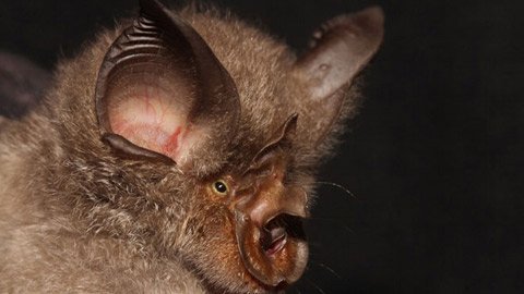 Phát hiện 4 loài dơi có khuôn mặt kì quái