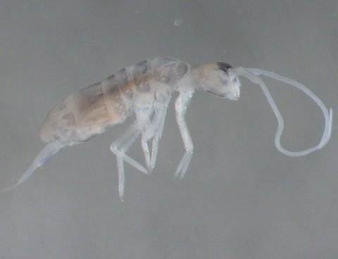 Loài động vật ở sâu nhất trong lòng đất