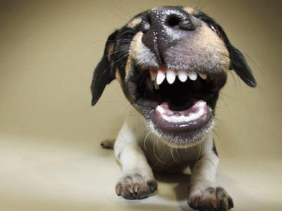 Những chú chó cũng biết yêu