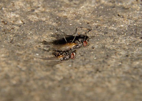 Giao phối ầm ĩ khiến ruồi thiệt mạng