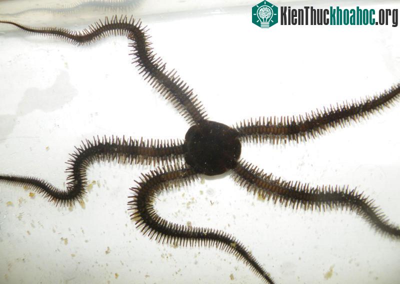 Loài sao biển di chuyển như con người