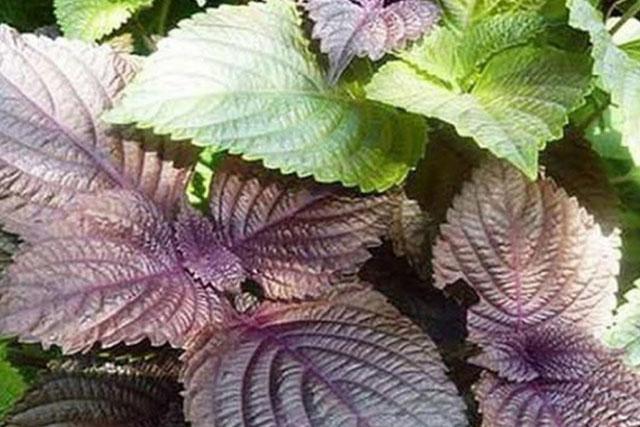 Một nắm lá rẻ bèo trị dứt điểm trào ngược dạ dày