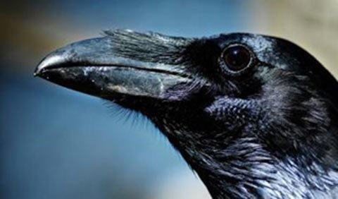 Quạ là loài "thù dai, nhớ lâu"