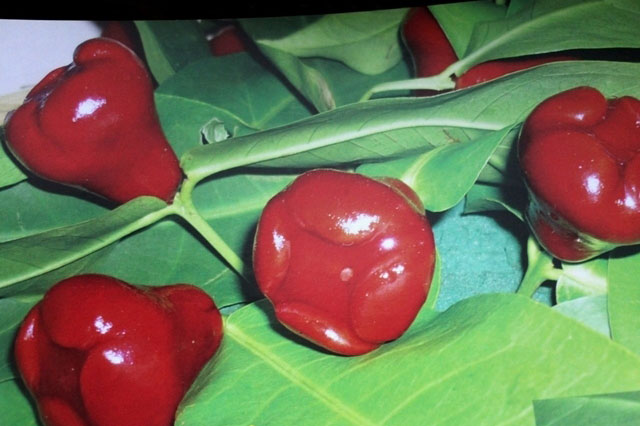 Bánh đào tiên - Đặc sản mùa xuân xứ Huế