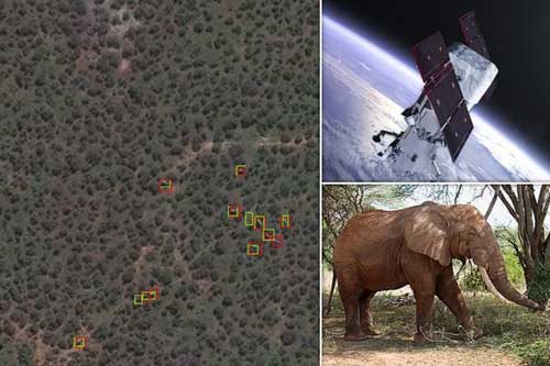 Đếm voi từ không gian, khó tin nhưng có thật