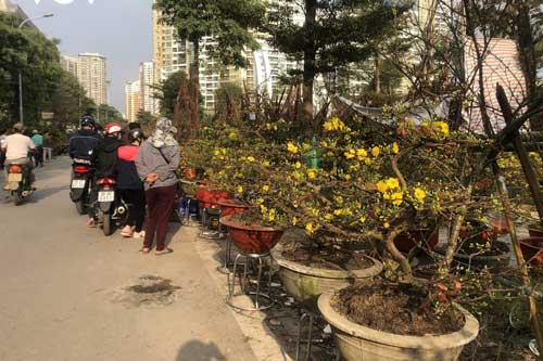 Đào, quất, cây cảnh giảm giá mạnh nhưng vẫn ít người mua