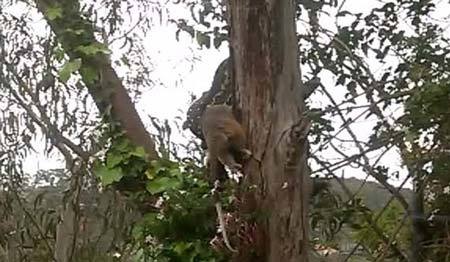 Xem trăn đu cây xơi tái con mồi "khủng"