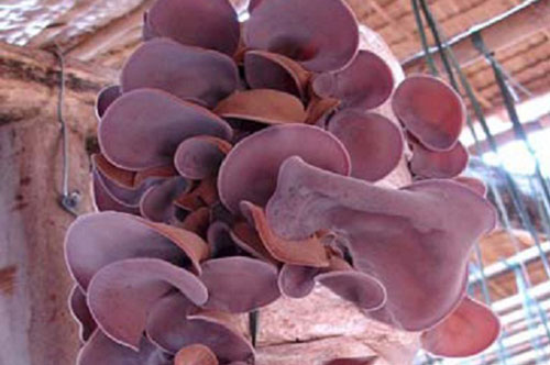 Cách trồng mộc nhĩ đơn giản ngay tại nhà