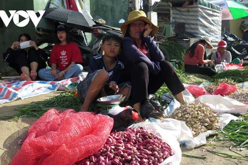 Tỏi mất giá, Tết của người dân Lý Sơn kém vui