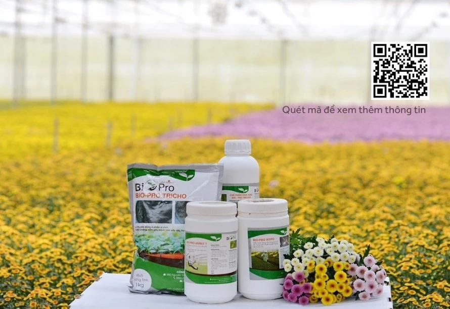 Dalat Hasfarm luôn sử dụng các chế phẩm sinh học an toàn trong sản xuất hoa. Đây là doanh nghiệp duy nhất tại Việt Nam áp dụng phương pháp thiên địch (dùng côn trùng có lợi để diệt sâu bệnh).