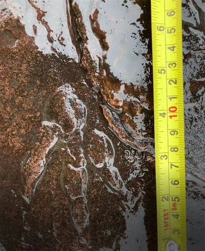 Dạo biển, bé gái 4 tuổi phát hiện báu vật 220 triệu năm - Ảnh 2.