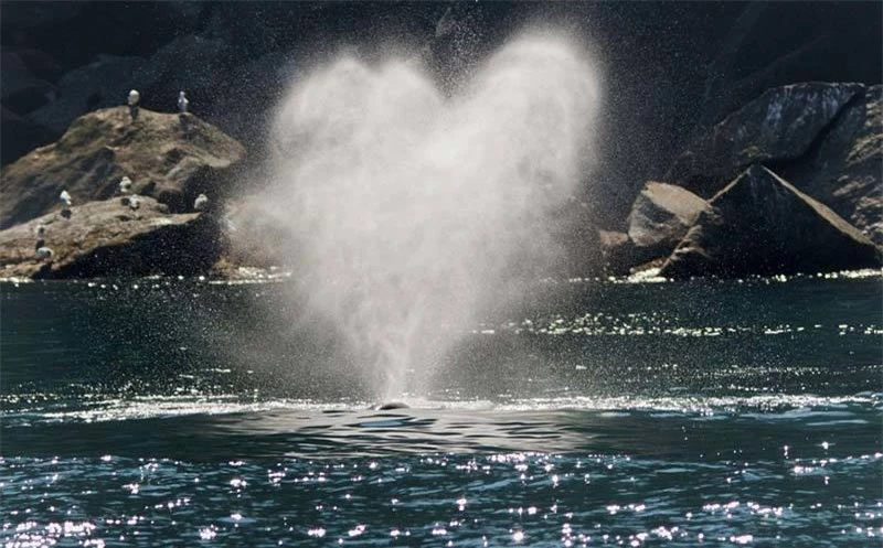 Ngoạn mục cảnh cá voi phun cầu vồng, trái tim nước
