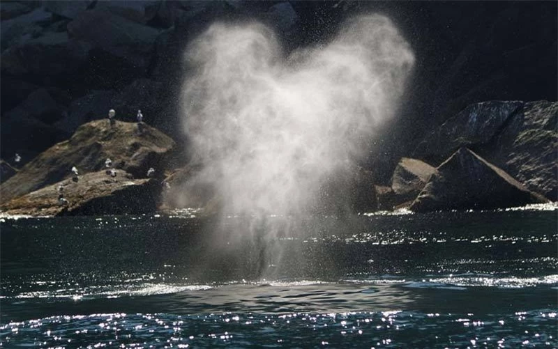 Ngoạn mục cảnh cá voi phun cầu vồng, trái tim nước