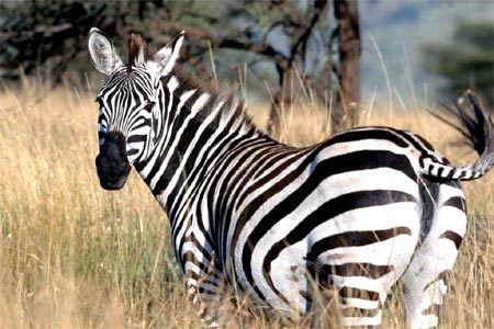 Giải mã bí ẩn về bộ lông của ngựa vằn