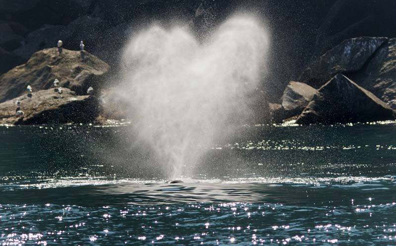 Cảnh cá voi phun cầu vồng, trái tim nước siêu ngoạn mục