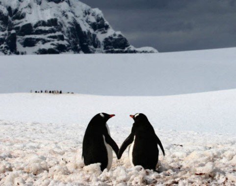 Cảnh các con vật âu yếm nhau siêu ngộ nghĩnh