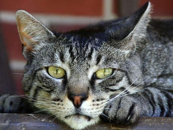 Cuộc sống bí mật của loài mèo