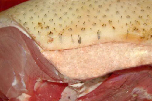 Những cách chọn thịt lợn rừng chuẩn không phải ai cũng biết