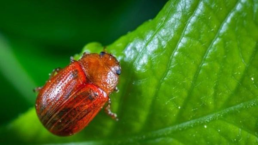 Tại sao sâu bọ lại không thể đi đường thẳng?