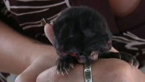 Chuyện lạ: Mèo có 2 đầu