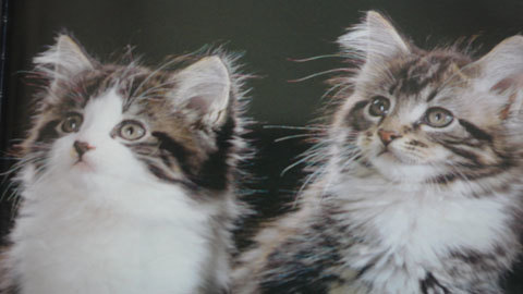 Mèo là động vật... đa tình nhất